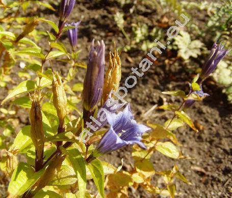 Gentiana asclepiadea L. (Pneumonanthe asclepiadea (L.) Schmidt, Dasystephana asclepiadea (L.) Borkh.)