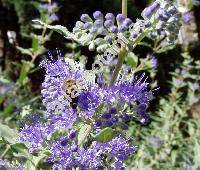 Caryopteris x clandonensis (Caryopteris incana x Caryopteris mongholica)