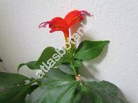 Aeschynanthus speciosus Hook. (Trichosporum speciosum (Hook.) Kuntze)