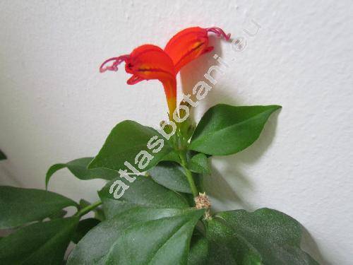 Aeschynanthus speciosus Hook. (Trichosporum speciosum (Hook.) Kuntze)