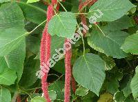 Acalypha hispida Burm. (Acalypha sanderi Br.)