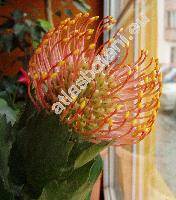 Leucospermum cordifolium (Leucospermum cordifolium (Knight) Fourc., Protea)