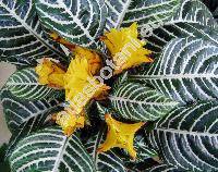 Aphelandra squarrosa 'Nees'