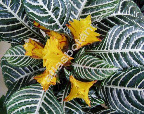 Aphelandra squarrosa 'Nees'