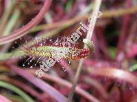 Drosera capensis 'All Red'