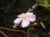 Drosera capensis 'All Red'