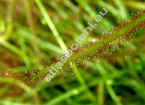 Drosera binata var. dichotoma
