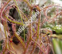 Drosera binata var. dichotoma