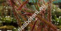 Drosera binata var. dichotoma