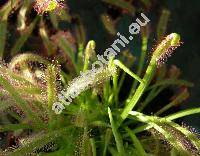 Drosera capensis (Drosera capensis L.)