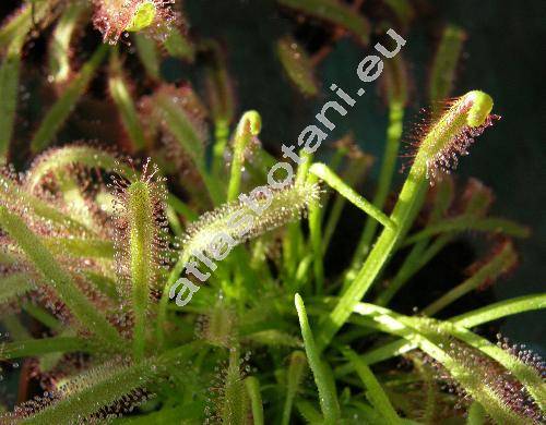 Drosera capensis (Drosera capensis L.)