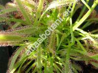 Drosera capensis (Drosera capensis L.)