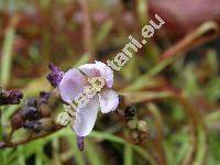 Drosera capensis (Drosera capensis L.)