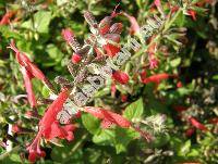 Salvia coccinea 'Lady In Red'