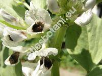 Vicia faba L. (Faba vulgaris Moench, Faba sativa Bernh.)