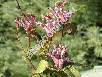 Tricyrtis hirta (Thbg.) Hook.