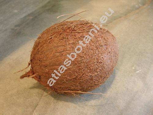 Cocos nucifera L.