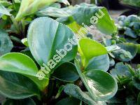 Peperomia obtusifolia (L.) Dietr. (Peperomia magnoliaefolia Dietr.)