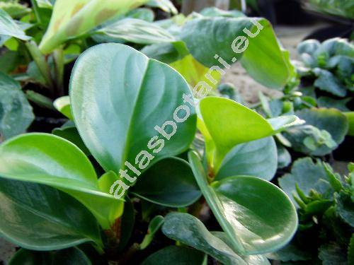Peperomia obtusifolia (L.) Dietr. (Peperomia magnoliaefolia Dietr.)