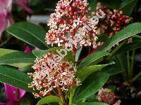 Skimmia japonica 'Alicante' (Skimmia japonica Thunb.)