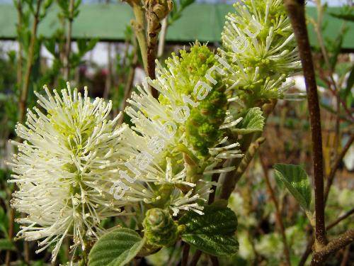 Fothergilla major (Fothergilla major Lodd.)