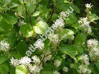 Fothergilla major (Fothergilla major Lodd.)