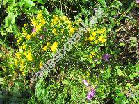 Aster linosyris (L.) Bernh. (Linosyris vulgaris DC., Crinitina linosyris (L.) Sojk, Chrysocoma linosyris L., Galatella linosyris (L.) Reich., Crinitaria linosyris (L.) Less.)