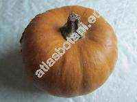 Cucurbita moschata (Lam.) Duch. ex Poir.