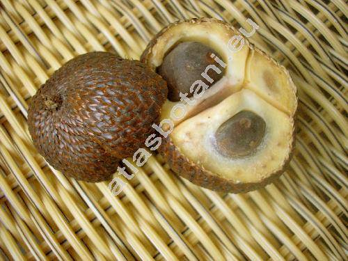 Salacca edulis Reinw. (Zalacca edulis Reinw., Salacca zalacca (Gaertner) Voss)