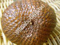 Salacca edulis Reinw. (Zalacca edulis Reinw., Salacca zalacca (Gaertner) Voss)