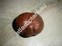 Salacca edulis Reinw. (Zalacca edulis Reinw., Salacca zalacca (Gaertner) Voss)