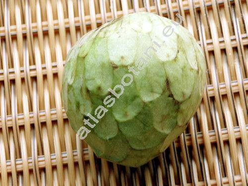 Annona cherimola Mill. (Annona pubescens Salisb.)