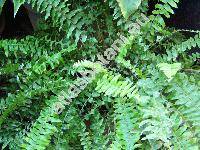 Nephrolepis exaltata (L.) Schott (Polypodium exaltatum L., Aspidium exaltatum (L.) Schkuhr, Nephrodium exaltatum (L.) Kunth)