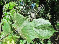 Tilia platyphyllos Scop. (Tilia officinarum Crantz, Tilia platyphylla Scop., Tilia grandifolia Ehrh.)
