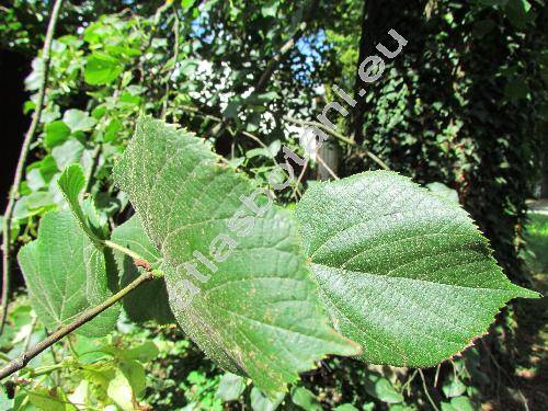 Tilia platyphyllos Scop. (Tilia officinarum Crantz, Tilia platyphylla Scop., Tilia grandifolia Ehrh.)