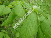 Tilia platyphyllos Scop. (Tilia officinarum Crantz, Tilia platyphylla Scop., Tilia grandifolia Ehrh.)