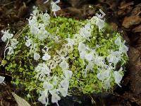 Urticularia sandersonii Oliver