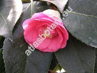 Camellia japonica L.