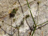Sanicula europaea L. (Sanicula officinalis Gouan, Sanicula vulgaris Koch)