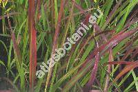 Imperata cylindrica 'Red Baron'