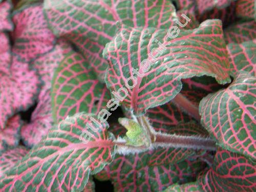 Fittonia verschaffeltii
