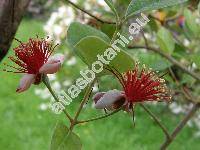 Acca sellowiana (Feijoa sellowiana)