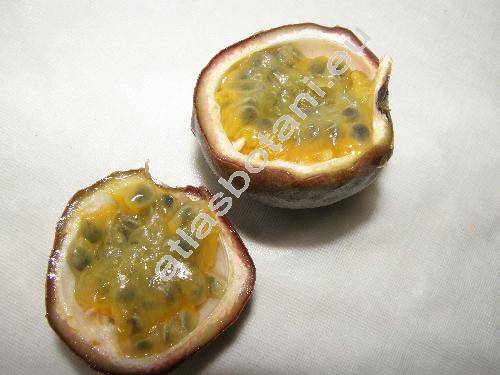 Passiflora edulis L. (Passiflora edulis Sims)