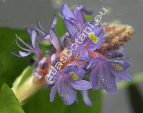 Pontederia cordata L.