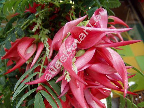 Clianthus puniceus (Clianthus puniceus (Don) Lindl.)