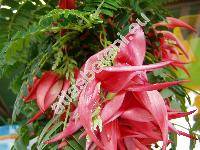 Clianthus puniceus (Clianthus puniceus (Don) Lindl.)