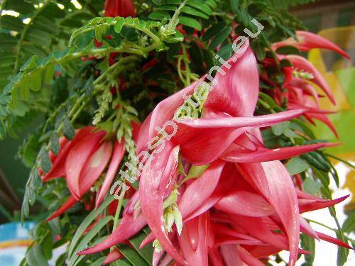 Clianthus puniceus (Clianthus puniceus (Don) Lindl.)