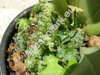 Marchantia polymorpha (Marchantia polymorpha L.)