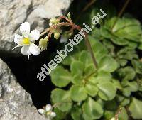 Saxifraga cuneifolia L.