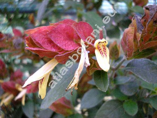 Beloperone guttata Brandeg. 'Rubra' (Justicia brandegeeana Wassh. et Sm.)